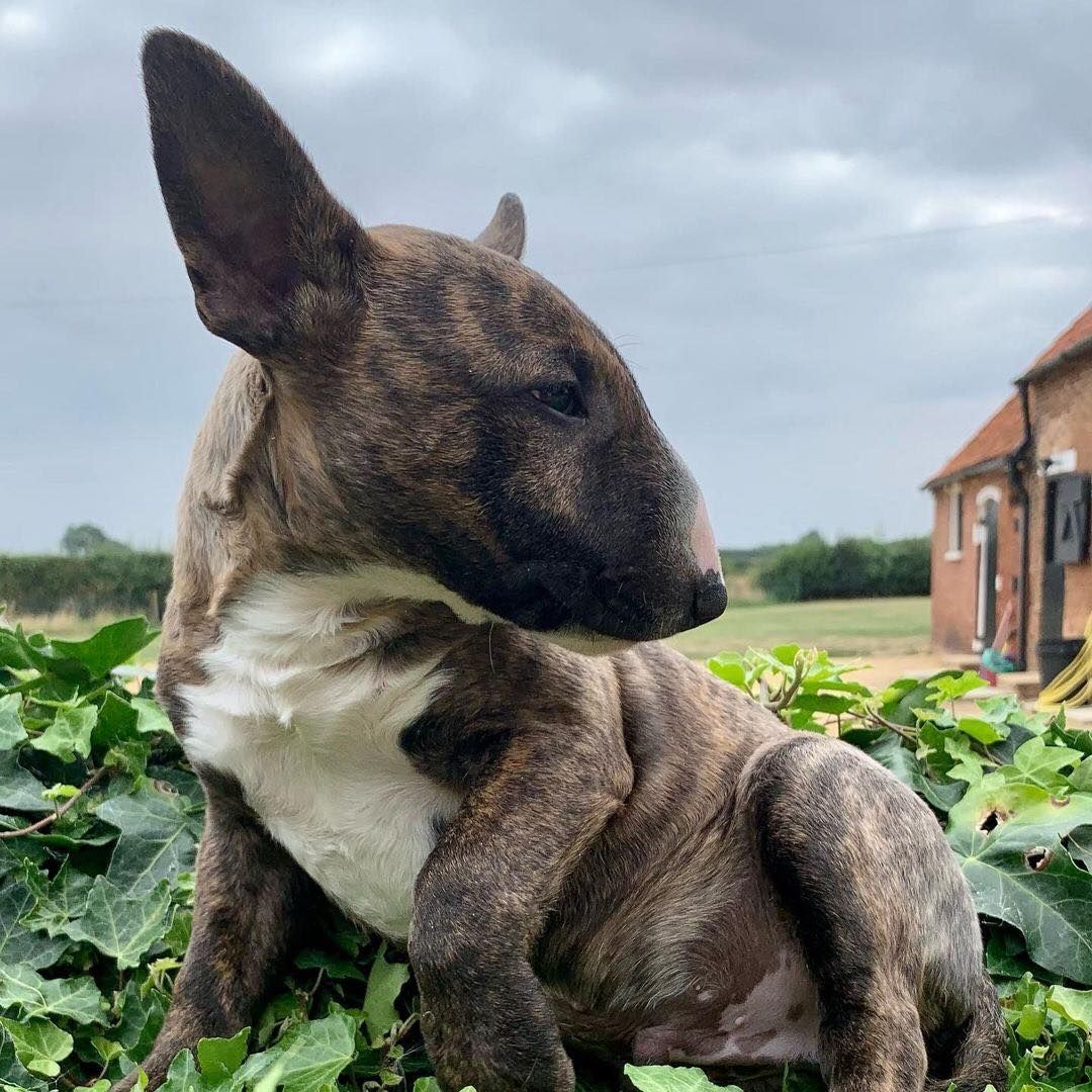 Zuckersüße Liver Miniatur Bullterrier Welpen suchen ihr perfektes  Hause