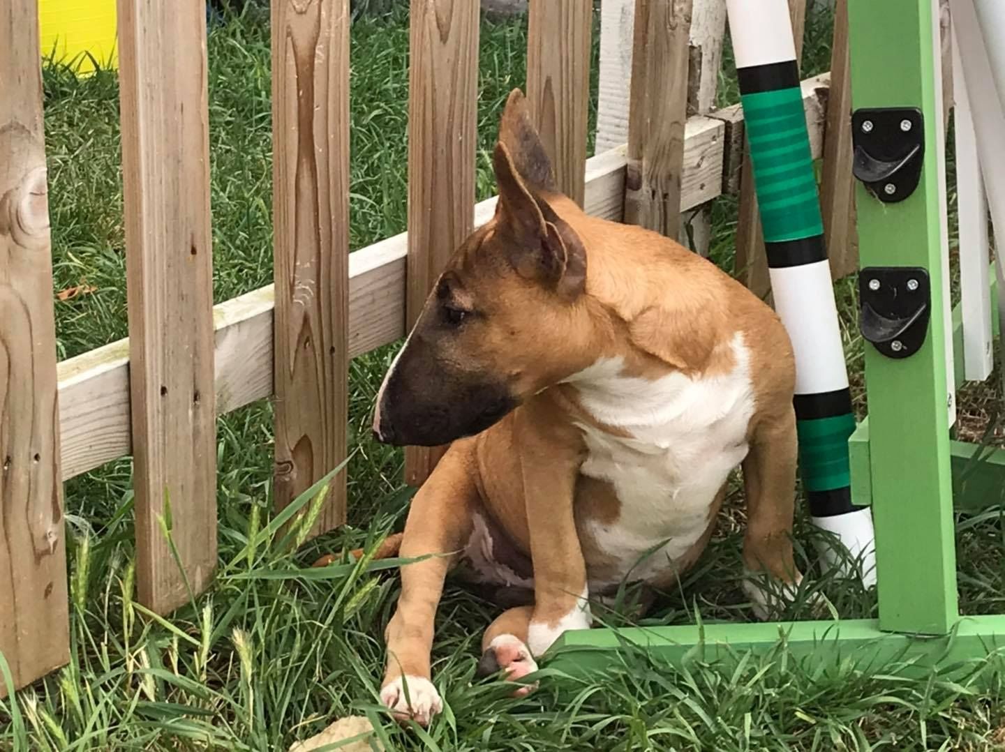 Zuckersüße Liver Miniatur Bullterrier Welpen suchen ihr perfektes  Hause