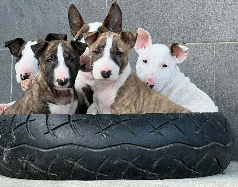 Zuckersüße Liver Miniatur Bullterrier Welpen suchen ihr perfektes  Hause