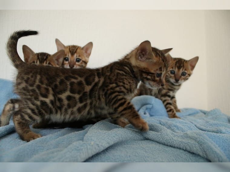 KOSTENLOS Bengal Zuhause