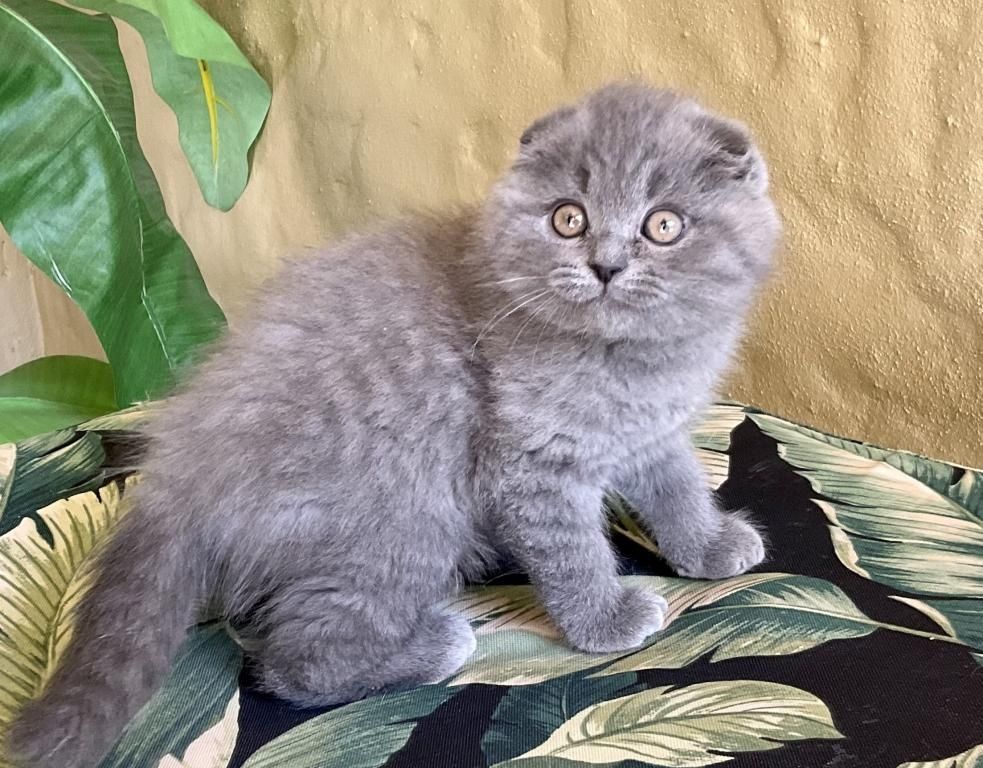 Entzückende Scottish Fold Kätzchen zu verkaufen