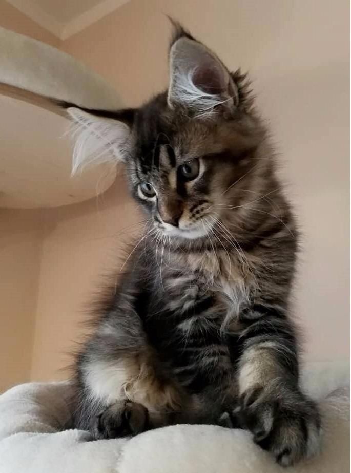 Maine-Coon-Kätzchen