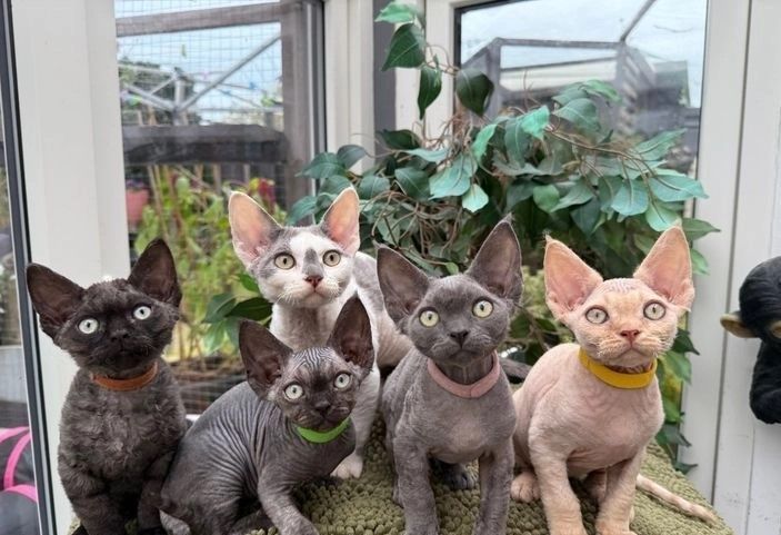 Devon Rex zu verkaufen