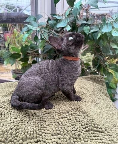 Süße Devon Rex zu verkaufen