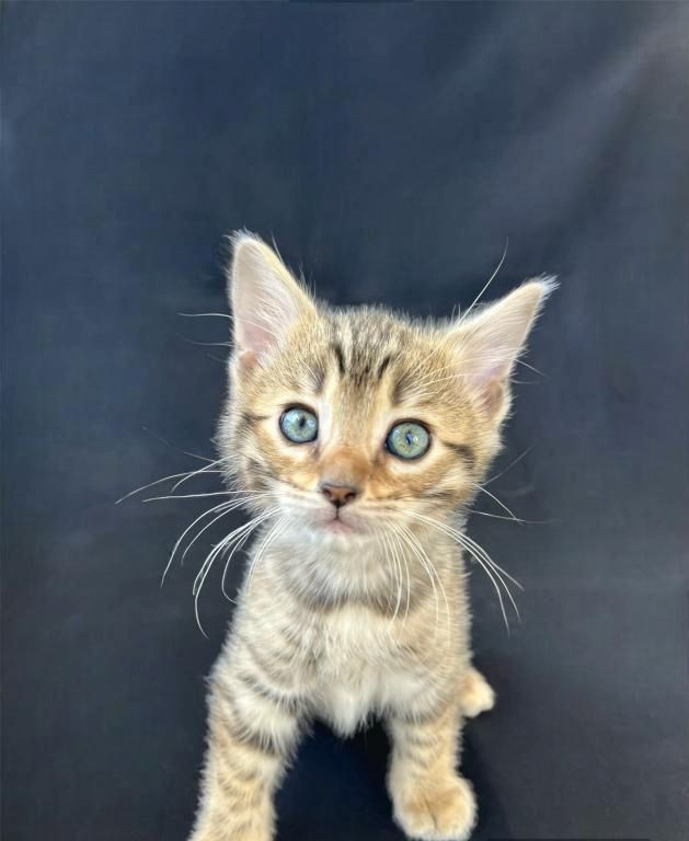 Süße Bengal-Kätzchen zu verkaufen