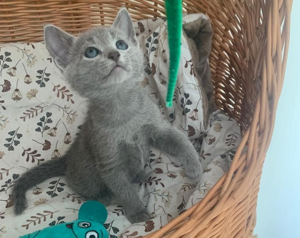 Süße Russisch Blau Kätzchen zu verkaufen