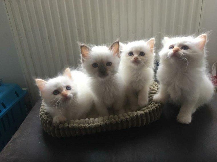 Süße Birma-Kätzchen zu verkaufen
