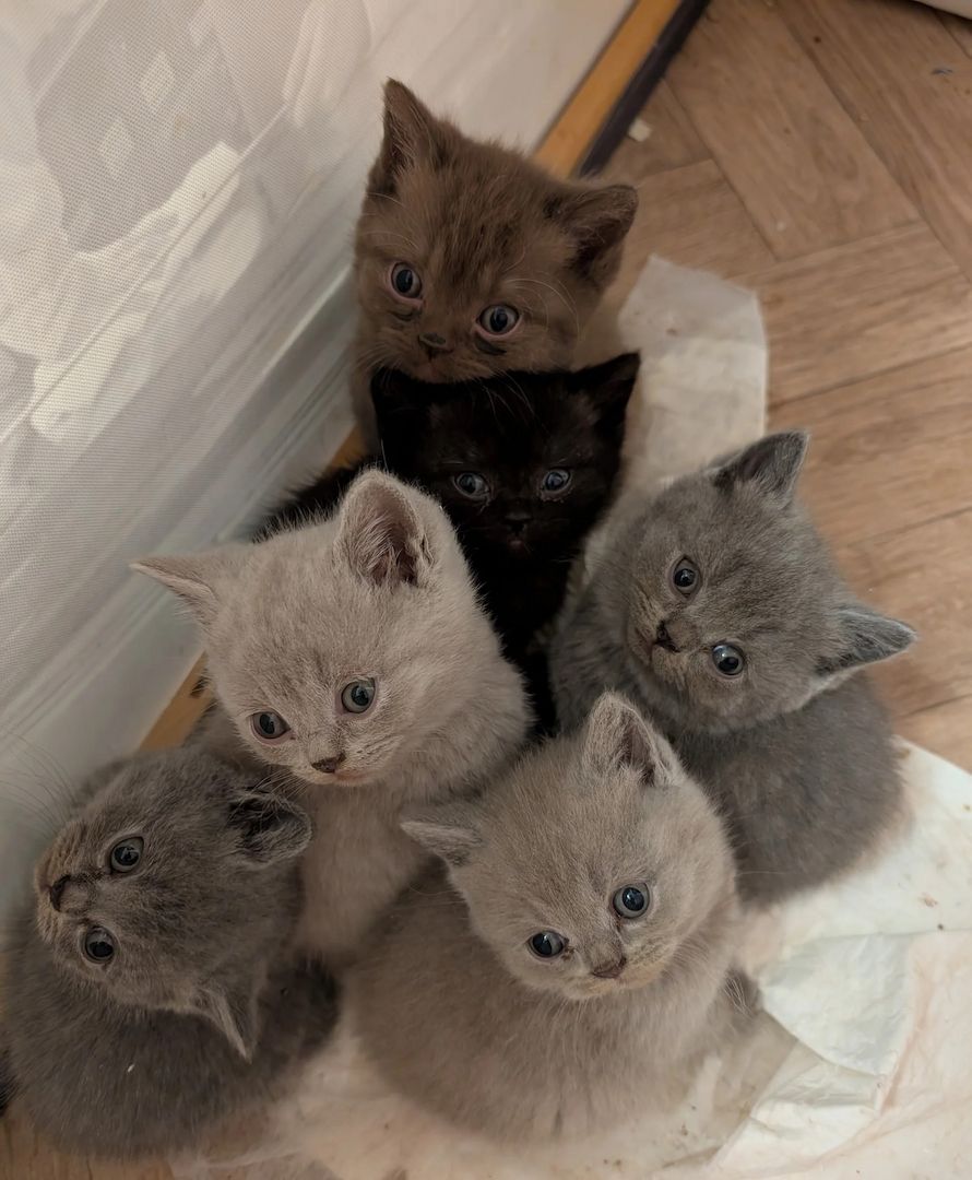 Britisch Kurzhaar Kätzchen zu verkaufen