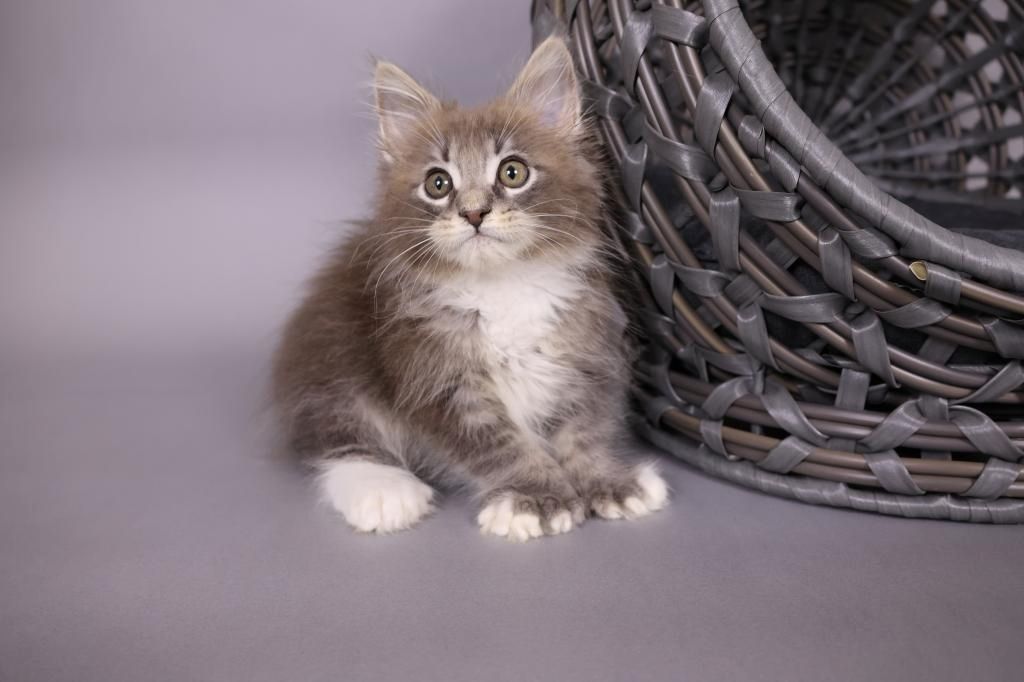 Maine-Coon-Kätzchen zu verkaufen Maine-Coon-Kätzchen zu verkaufen