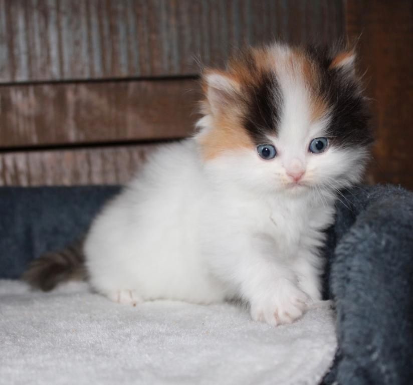 Munchkin Kätzchen zu verkaufen