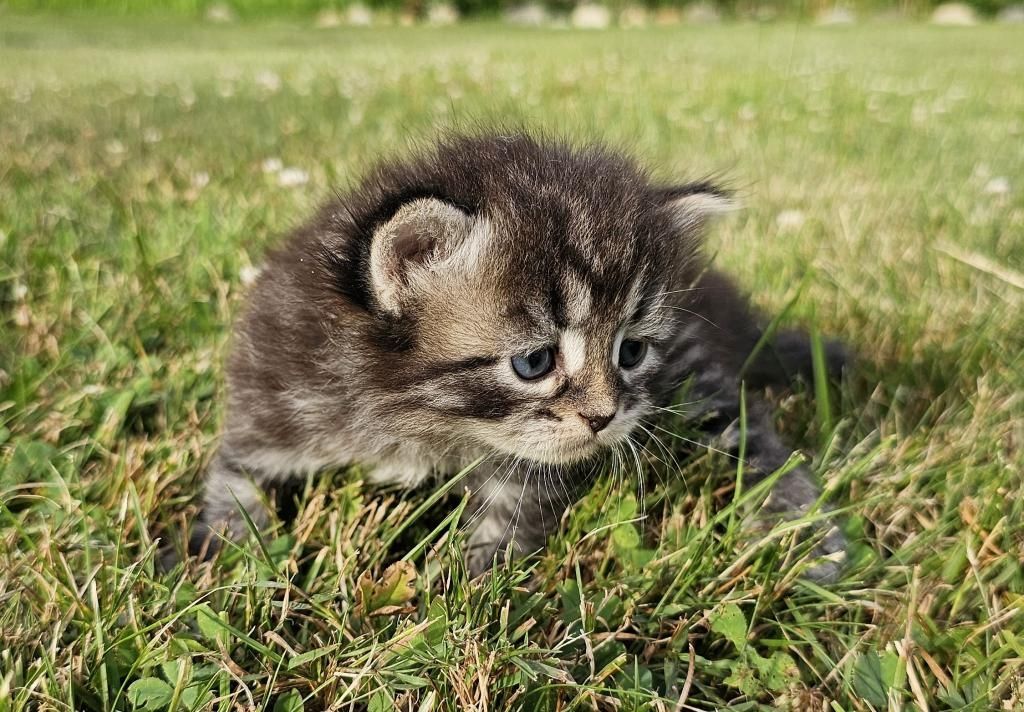 Sibirische Kätzchen zu verkaufen