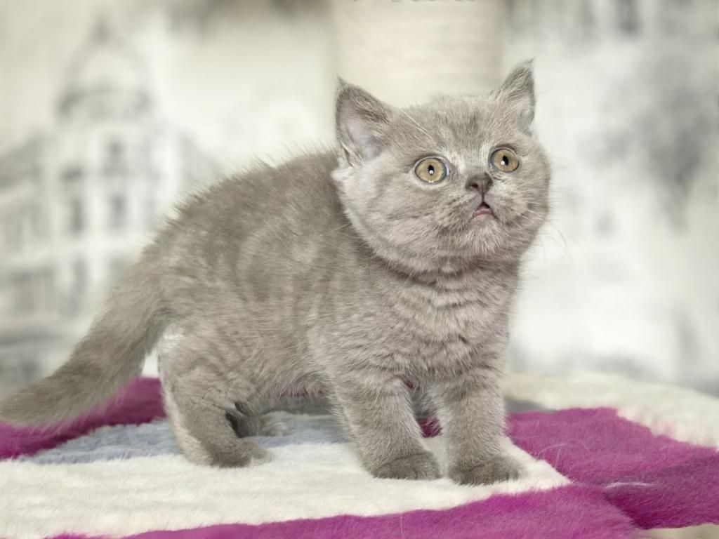 Britisch Kurzhaar Kätzchen zu verkaufen