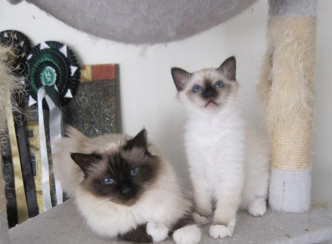 Birma-Kätzchen zu verkaufen