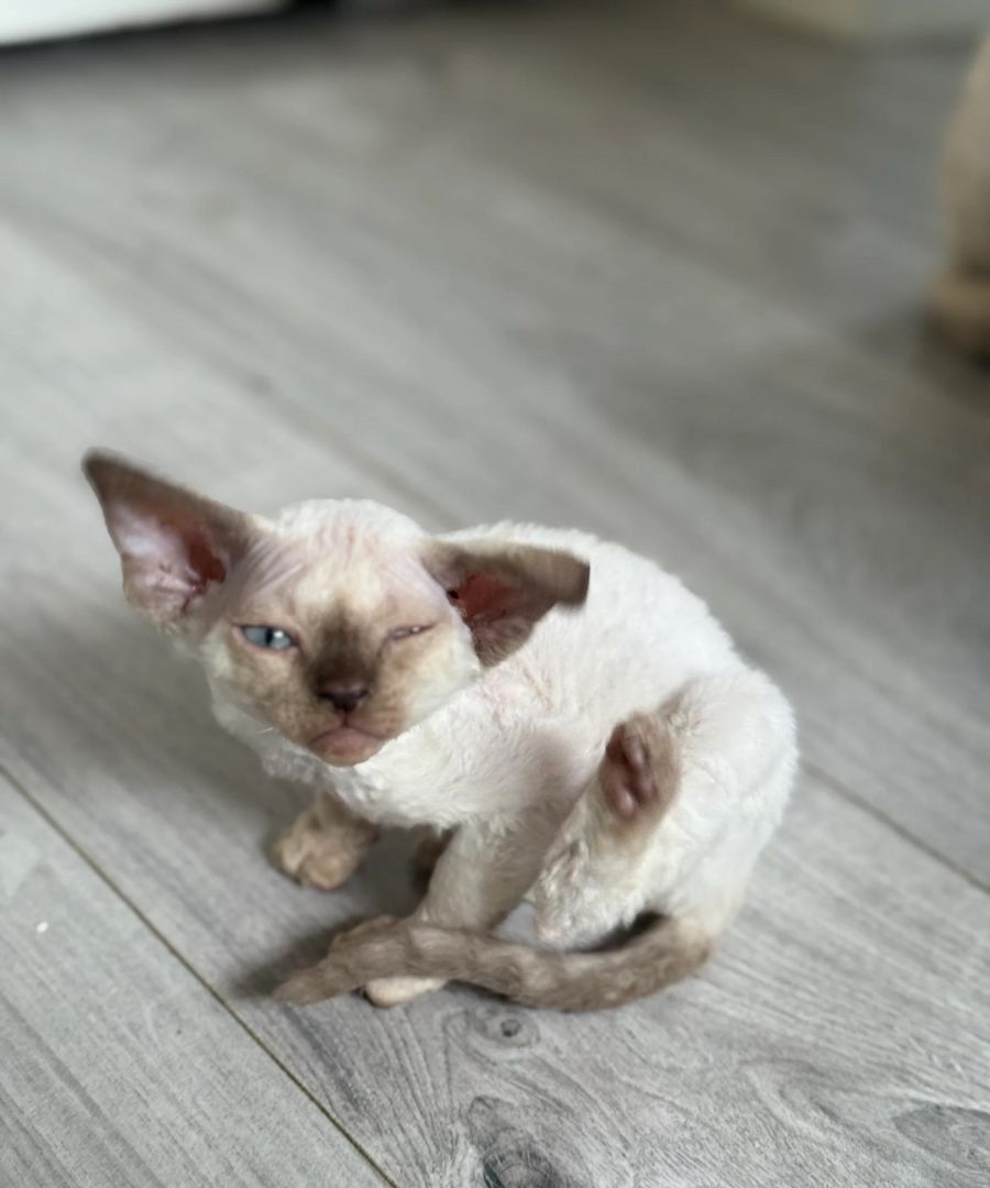 Devon Rex Kätzchen zu verkaufen