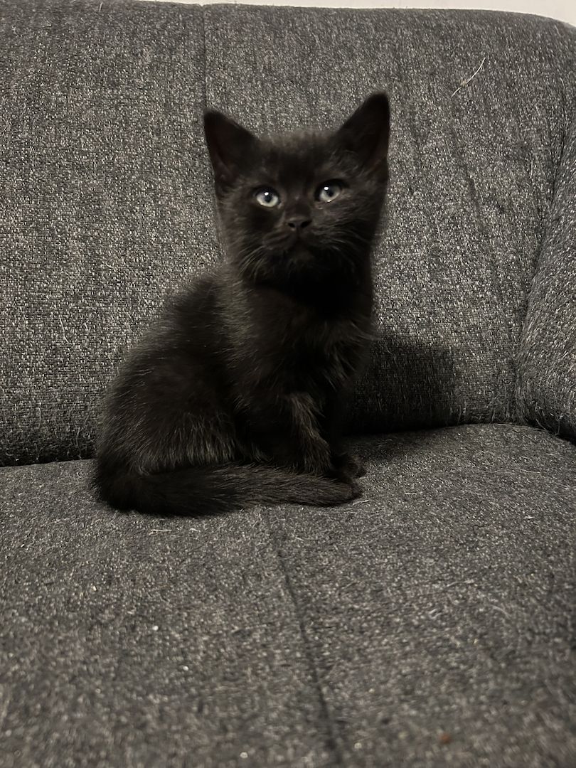 Bkh/Maincoon mix Kitten