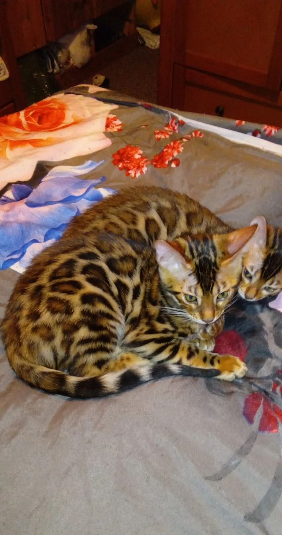 Bengal-Kätzchen zu verkaufen