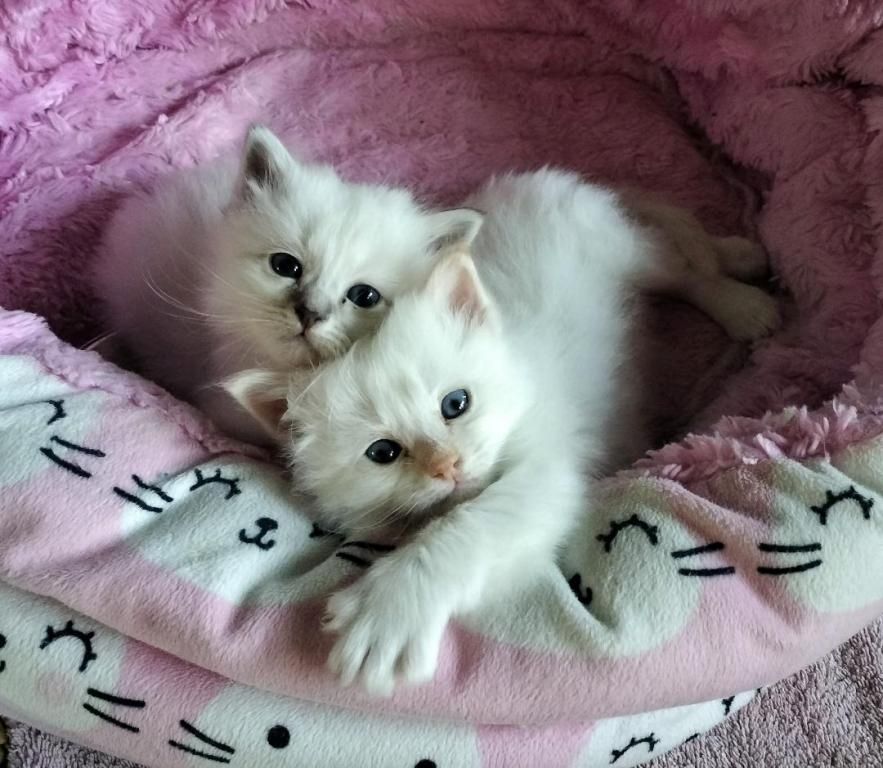 Birma-Kätzchen zu verkaufen