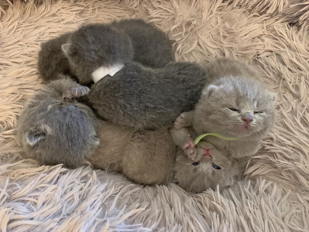 Britisch Kurzhaar Kätzchen zu verkaufen