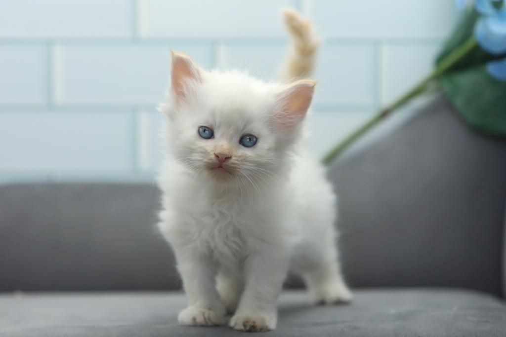 Perserkätzchen zu verkaufen
