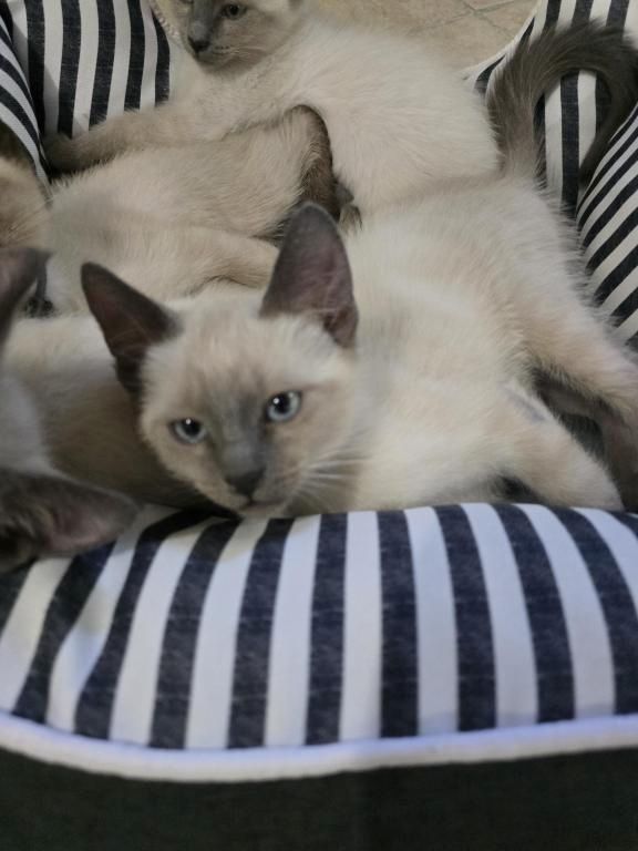 Siamkatzen zu verkaufen