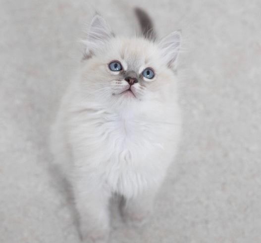 Ragdoll-Kätzchen zu verkaufen