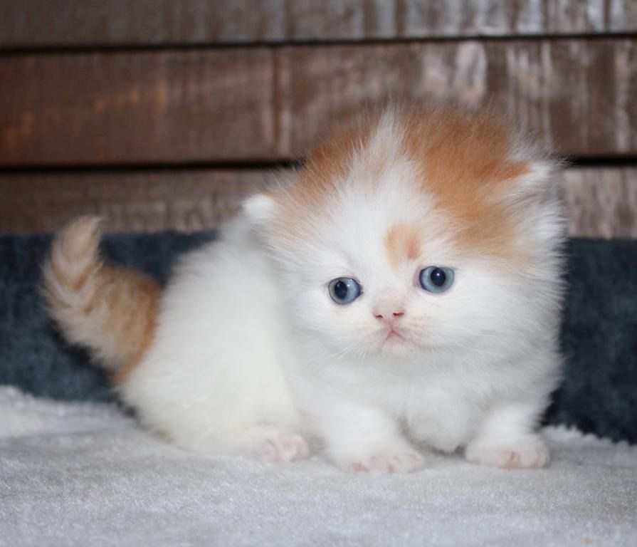 Munchkin-Kätzchen zu verkaufen