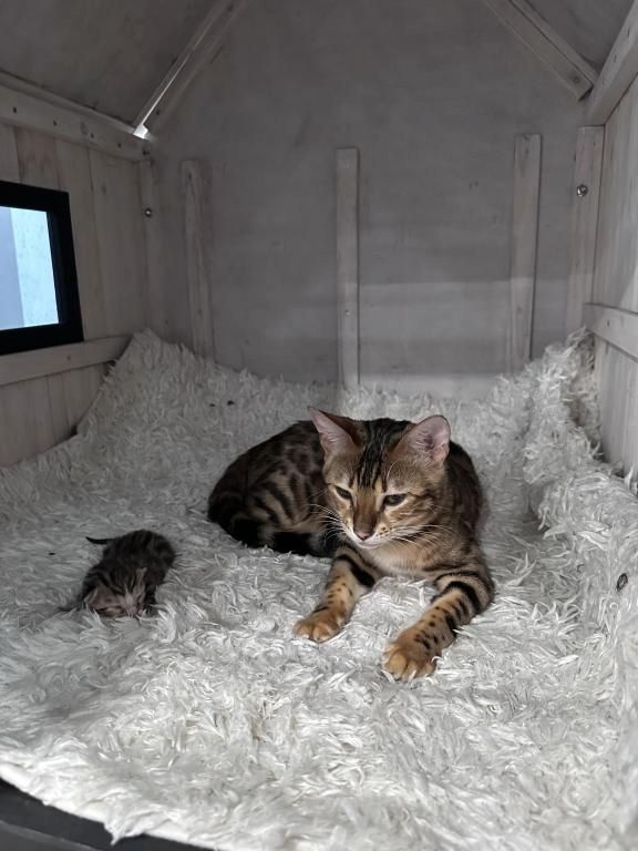 Bengal-Kätzchen zu verkaufen