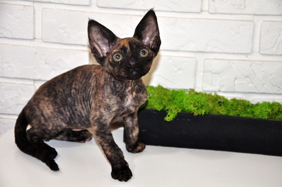 Devon Rex Kätzchen zu verkaufen