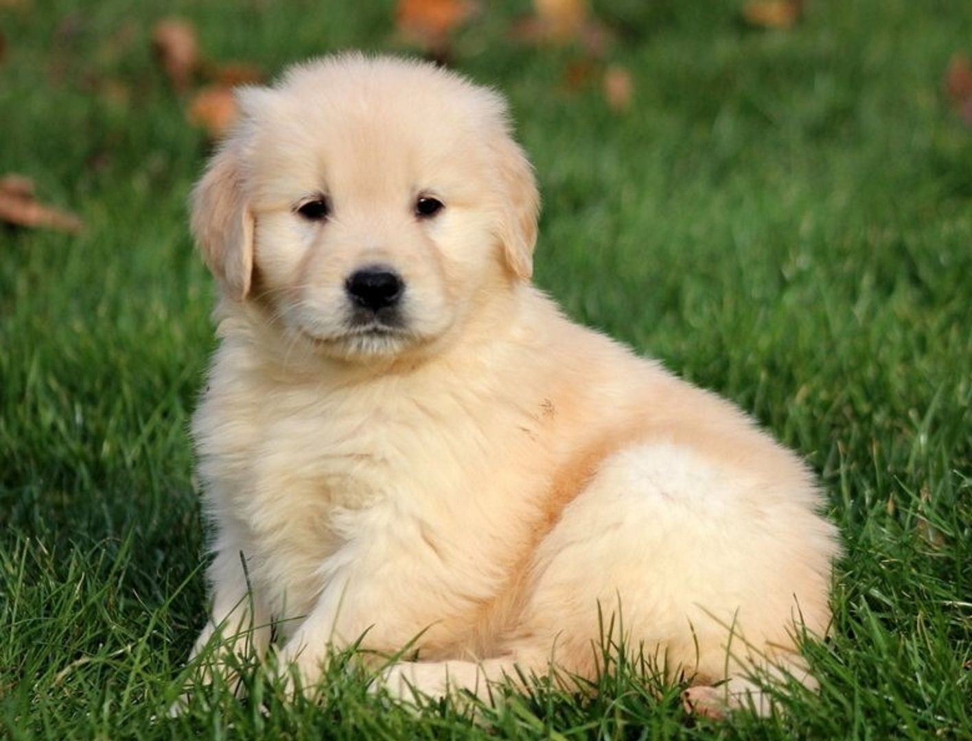 Reine Rasse Pedigree Golden Retriever.