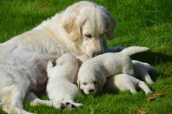 Gesunde Golden Retriever Welpen für Sie.