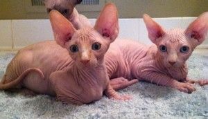 Sphynx-Kätzchen!