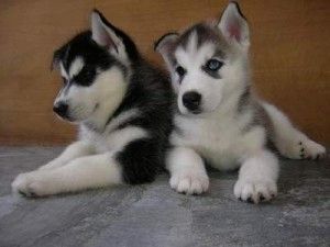 Verspielte Siberian Husky Welpen