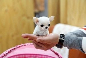 Wunderschöne Chihuahua-Welpen!