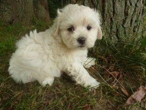 Süße Maltipoo-Welpen