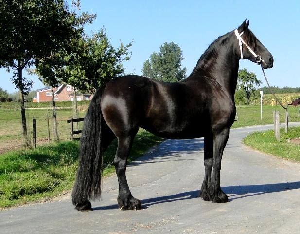 Bildschöner und großrahmiger stute!