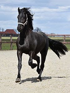 Bildschöner und großrahmiger Stute! Bildschöner und großrahmiger Stute!