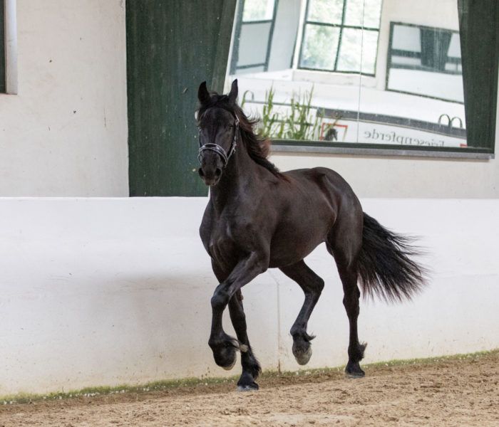 Charmanter Friesen Stute