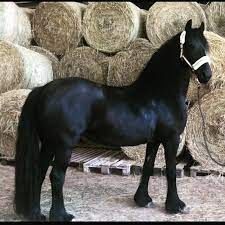 Liebe 8-jährige Stute