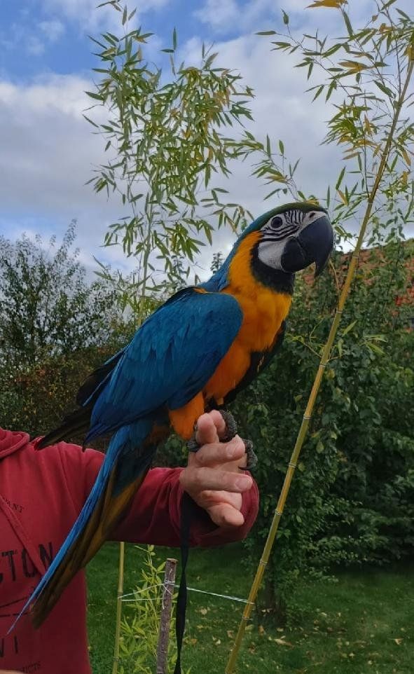 Entzückende männliche und weibliche Blauara-Papageien