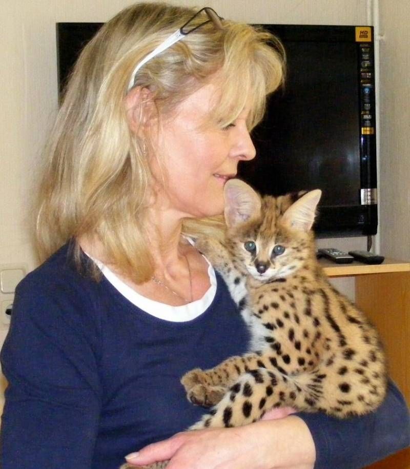 sehr süße Savannah Katze Serval und Karakal und Ozelot