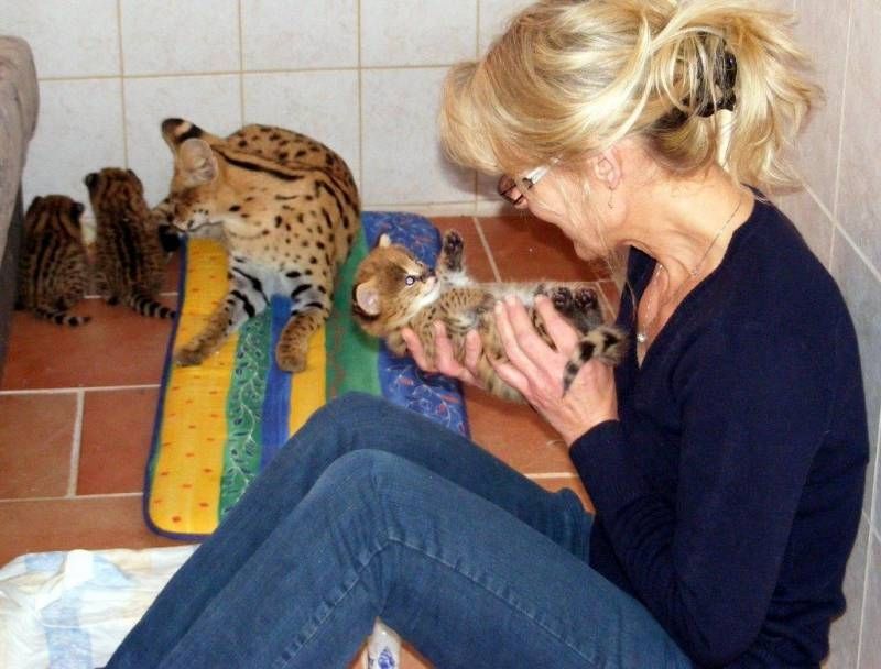 sehr süße Savannah Katze Serval und Karakal und Ozelot