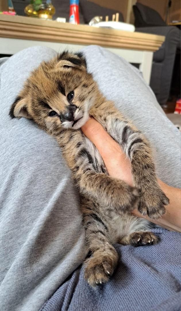 sehr süße Savannah Katze Serval und Karakal und Ozelot