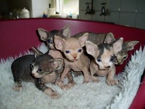 Charmante Sphynx-Kätzchen bereit für ein neues Zuhause