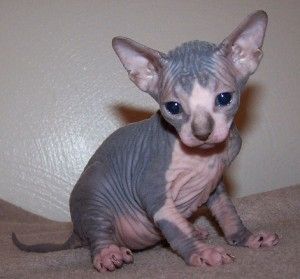 Sphynx-Kätzchen für eine gute Familie
