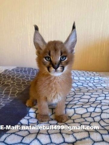 süße Savannah Katze Serval und Karakal und Ozelot