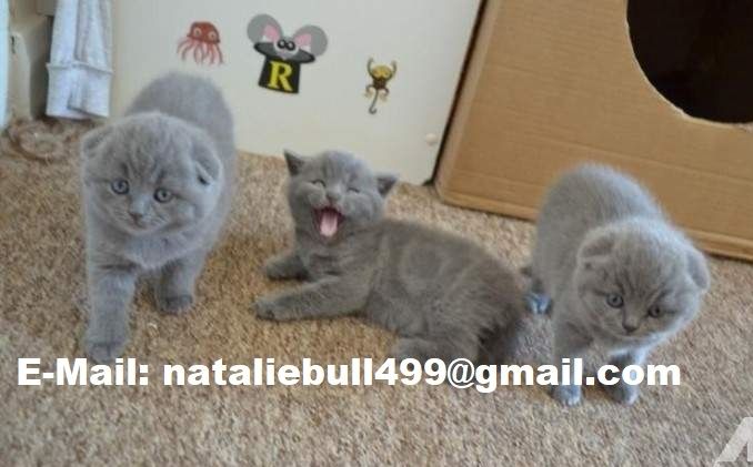 Prächtige Britisch Kurzhaar Kätzchen,,