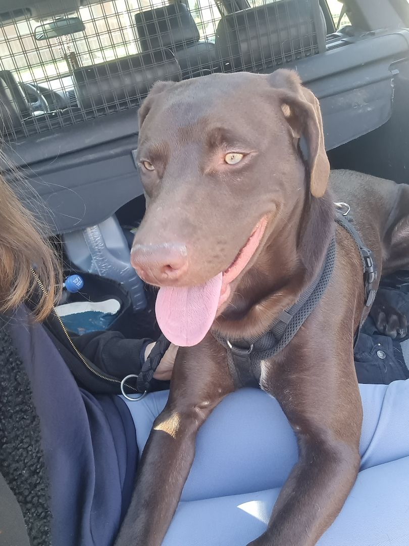 Weimaraner Mix - 8 Monate