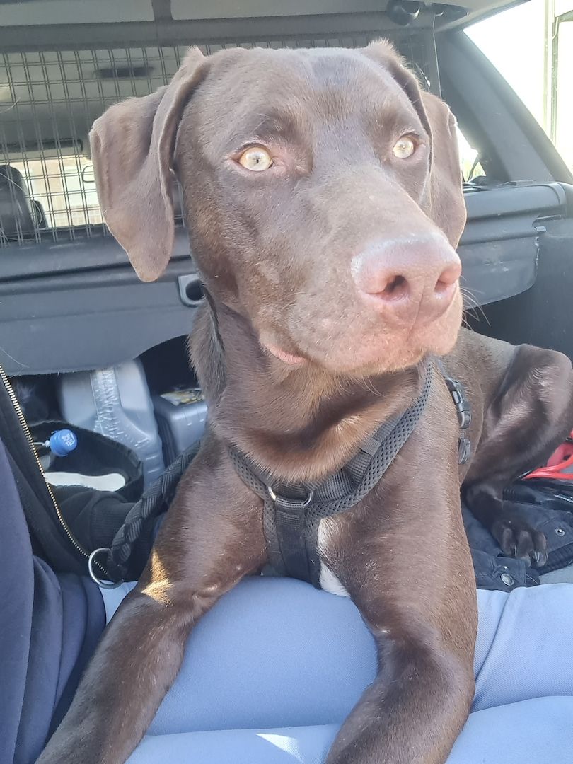 Weimaraner Mix - 8 Monate