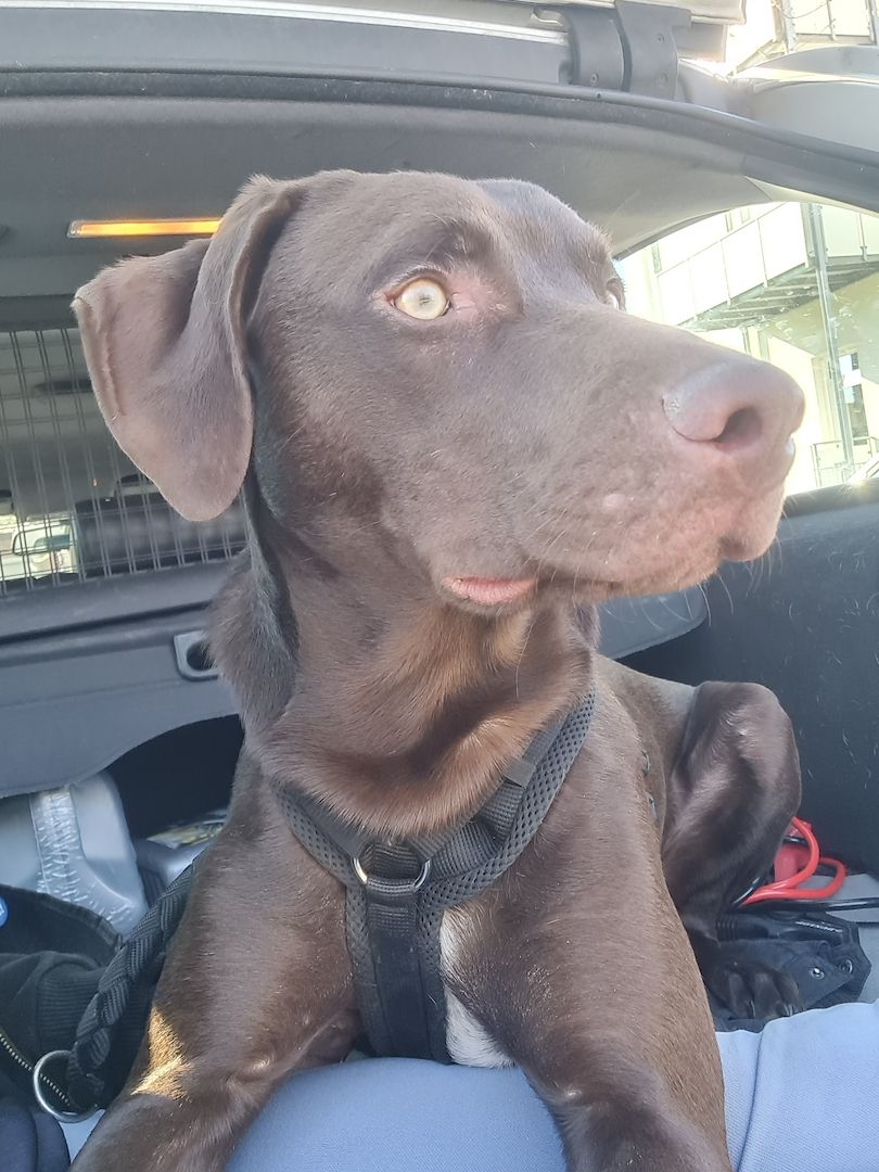 Weimaraner Mix - 8 Monate