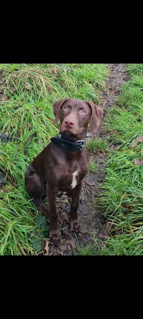 Weimaraner Mix - 8 Monate